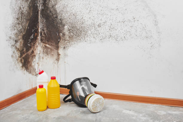 Best Local Mold Removal Service  in Seven Hills, OH