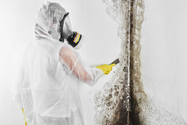 Best Mold Removal Near Me  in Seven Hills, OH