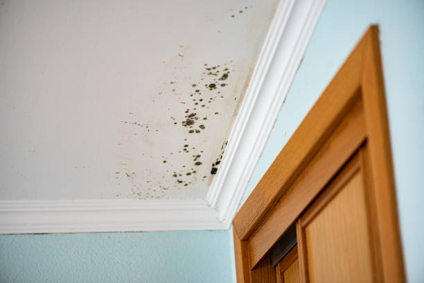 Best Home Mold Removal  in Seven Hills, OH