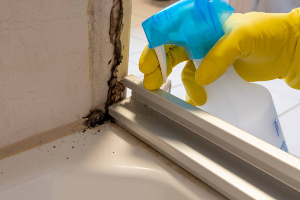 Best Mold Remediation Services  in Seven Hills, OH