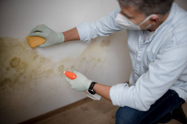 Best Affordable Mold Removal  in Seven Hills, OH