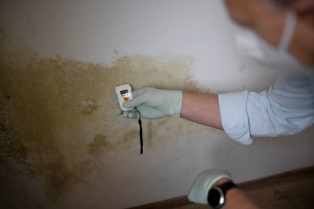 Best Toxic Mold Removal  in Seven Hills, OH