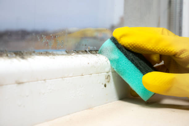 Best Professional Mold Removal  in Seven Hills, OH