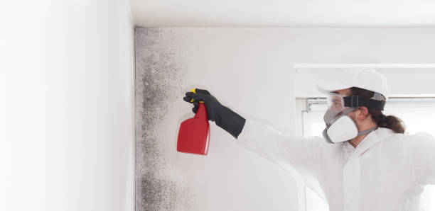 Mold Testing and Removal in Seven Hills, OH