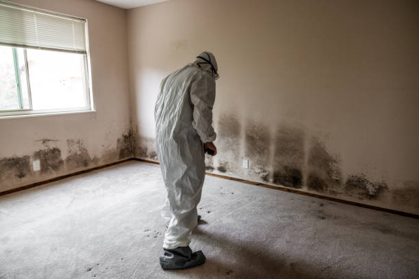 Best Home Mold Removal  in Seven Hills, OH