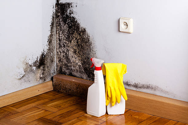Best Office Mold Removal Services  in Seven Hills, OH