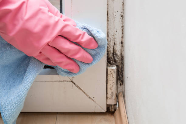 Best Certified Mold Removal  in Seven Hills, OH