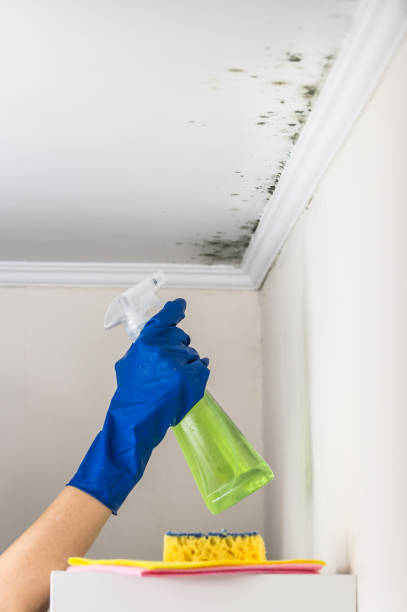 Best Mold Cleaning Services  in Seven Hills, OH