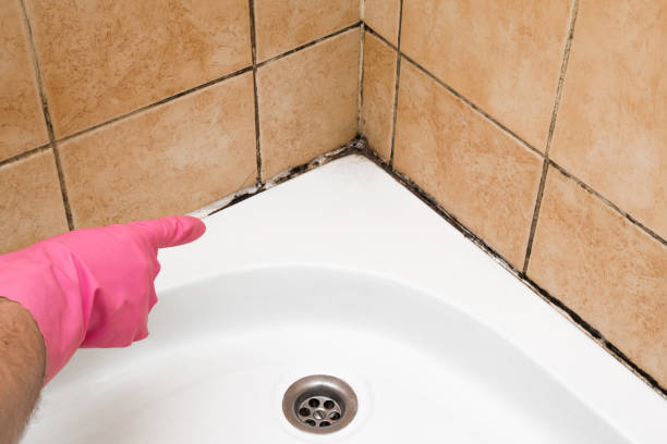 Best Local Mold Removal Service  in Seven Hills, OH